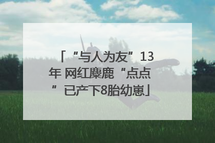 “与人为友”13年 网红麋鹿“点点”已产下8胎幼崽