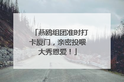 燕鸥组团准时打卡厦门，亲密投喂大秀恩爱！