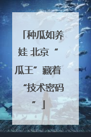 种瓜如养娃 北京“瓜王”藏着“技术密码”