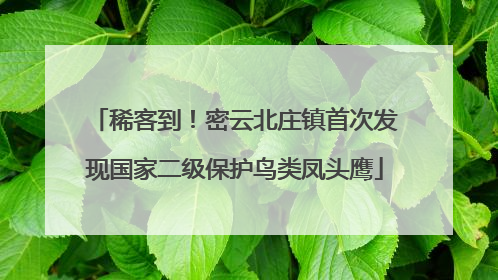 稀客到！密云北庄镇首次发现国家二级保护鸟类凤头鹰