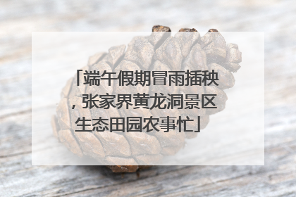 端午假期冒雨插秧，张家界黄龙洞景区生态田园农事忙