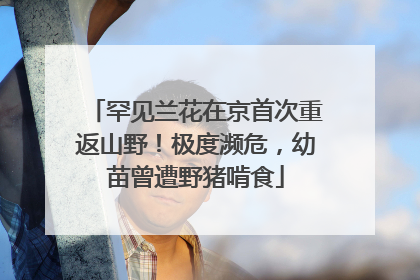 罕见兰花在京首次重返山野！极度濒危，幼苗曾遭野猪啃食