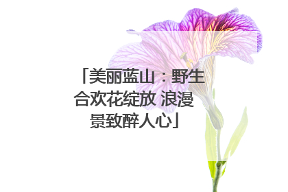 美丽蓝山：野生合欢花绽放 浪漫景致醉人心