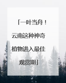 一叶当舟！云南这种神奇植物进入最佳观赏期