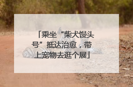 乘坐“柴犬馒头号”抵达治愈，带上宠物去逛个展