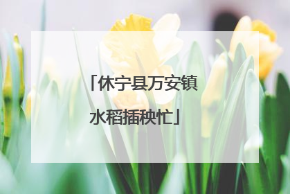休宁县万安镇水稻插秧忙