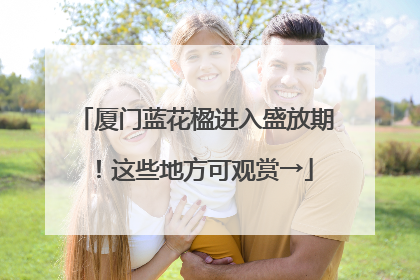 厦门蓝花楹进入盛放期！这些地方可观赏→