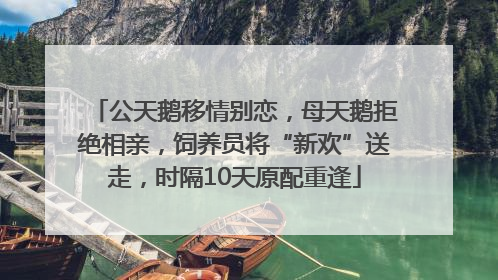 公天鹅移情别恋，母天鹅拒绝相亲，饲养员将“新欢”送走，时隔10天原配重逢