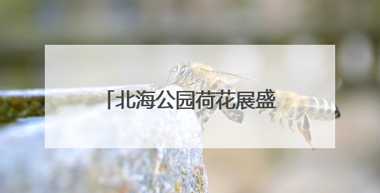 北海公园荷花展盛装迎夏，169盆珍贵碗莲同步亮相
