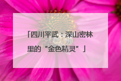 四川平武：深山密林里的“金色精灵”