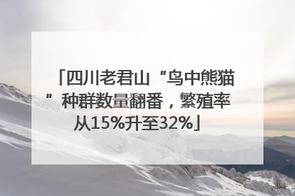 四川老君山“鸟中熊猫”种群数量翻番，繁殖率从15%升至32%