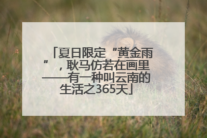 夏日限定“黄金雨”，耿马仿若在画里——有一种叫云南的生活之365天