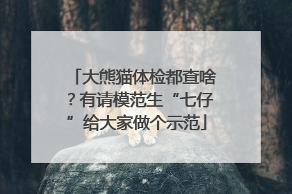 大熊猫体检都查啥？有请模范生“七仔”给大家做个示范