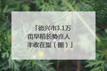 德兴市3.1万亩早稻长势喜人 丰收在望（图）