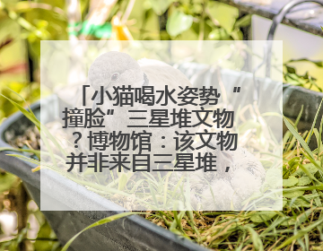 小猫喝水姿势“撞脸”三星堆文物？博物馆：该文物并非来自三星堆，有可能是它