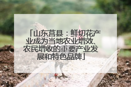 山东莒县：鲜切花产业成为当地农业增效、农民增收的重要产业发展和特色品牌