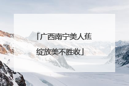 广西南宁美人蕉绽放美不胜收