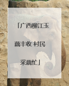 广西柳江玉藕丰收 村民采藕忙