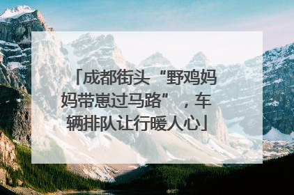 成都街头“野鸡妈妈带崽过马路”，车辆排队让行暖人心