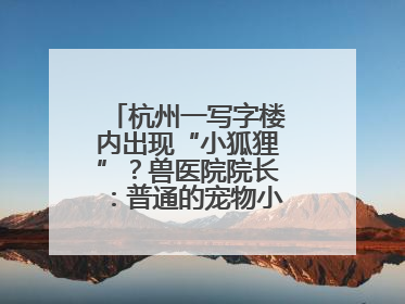 杭州一写字楼内出现“小狐狸”？兽医院院长：普通的宠物小狗，像狐狸犬