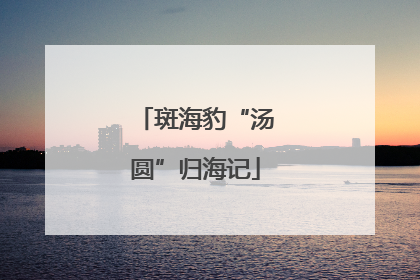 斑海豹“汤圆”归海记