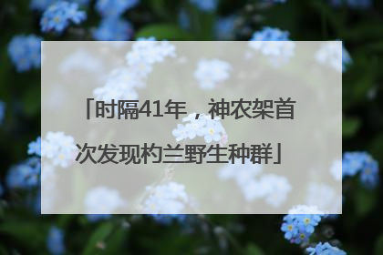 时隔41年，神农架首次发现杓兰野生种群