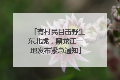有村民目击野生东北虎，黑龙江一地发布紧急通知