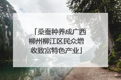 桑蚕种养成广西柳州柳江区民众增收致富特色产业
