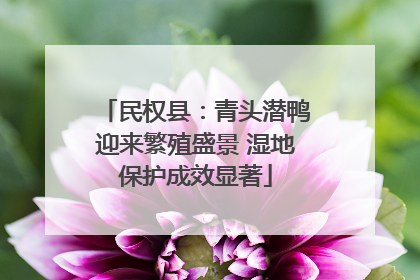 民权县：青头潜鸭迎来繁殖盛景 湿地保护成效显著