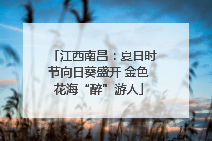 江西南昌：夏日时节向日葵盛开 金色花海“醉”游人