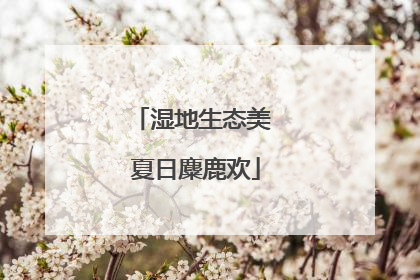 湿地生态美 夏日麋鹿欢