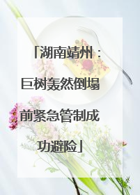 湖南靖州：巨树轰然倒塌前紧急管制成功避险