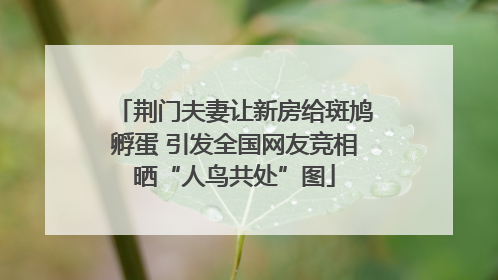 荆门夫妻让新房给斑鸠孵蛋 引发全国网友竞相晒“人鸟共处”图