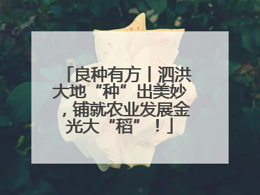良种有方丨泗洪大地“种”出美妙，铺就农业发展金光大“稻”！