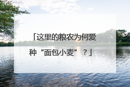 这里的粮农为何爱种“面包小麦”？