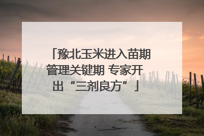 豫北玉米进入苗期管理关键期 专家开出“三剂良方”