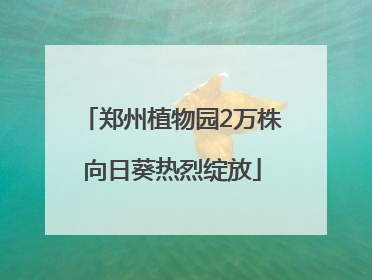郑州植物园2万株向日葵热烈绽放