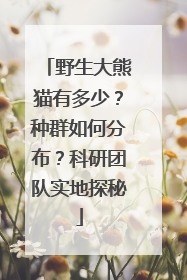 野生大熊猫有多少？种群如何分布？科研团队实地探秘