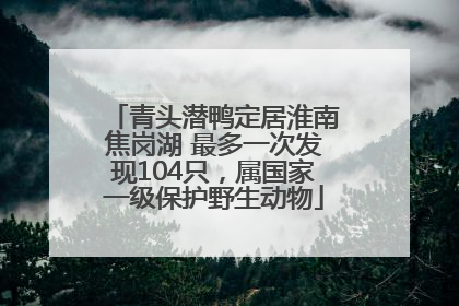 青头潜鸭定居淮南焦岗湖 最多一次发现104只，属国家一级保护野生动物