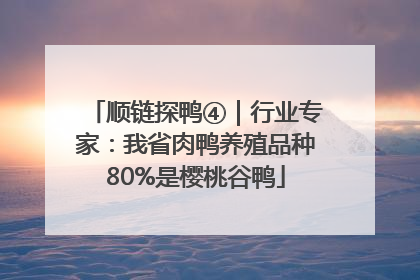 顺链探鸭④｜行业专家：我省肉鸭养殖品种80%是樱桃谷鸭