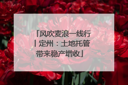 风吹麦浪一线行丨定州：土地托管带来稳产增收