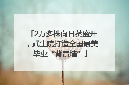2万多株向日葵盛开，武生院打造全国最美毕业“背景墙”